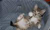 Котенок Кеша - нежный здоровы активный малыш, в да превью 758966.