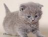 Котенок недорого превью 759437.