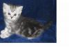 Британские и шотландские котята превью 759678.