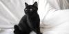 Черная кошка превью 761517.