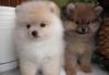 Щенки померанского шпица превью 761584.