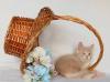 Превью Солнечный котенок - замечательная кошечка Москва - 3