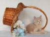 Превью Солнечный котенок - замечательная кошечка Москва - 4