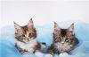 Мейн-кун котята (домашняя рысь) превью 762039.