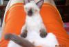 Сиамские котята Элитного Разведения превью 762147.