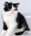Превью Экзотический котик Москва - 3
