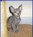 Голубокремовая малышка - Донской сфинкс превью 763708.