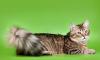 Превью Сибирские котята  золотых и серебристых окрасов Москва - 3