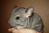 Южноамериканская белка - шиншилла превью 765428.