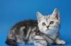 Шотландские мраморные котята превью 765886.
