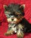 Щенки йоркширского терьера превью 766847.