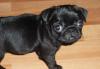 Черный мопсенок превью 766953.