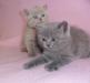 Британские котята превью 760747.