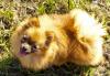 Шпиц померанский-свои щенки, без перекупки превью 767473.