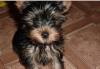 Йоркширский терьер 2.5 мес превью 768044.