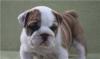 Выставочные щенки английского бульдога превью 768105.