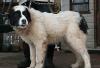 Алабай,среднеазиатская овчарка, сука 6 мес превью 768678.