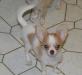 Щенок чихуахуа, девочка, не большого размера превью 768709.