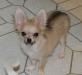 Девочка чихуахуа, дл/шерстная, не большая превью 769265.