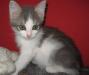 В дар котенок-девочка, 1,5 мес превью 769404.