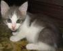 Превью В дар котенок-девочка, 1,5 мес Москва - 2