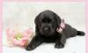 Щенок лабрадора - черная девочка превью 769884.