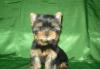 Йоркширский Терьер - Щенки Мальчики и Девочки превью 769917.