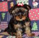 Щенки Йорков превью 770064.