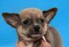 Щенок чихуахуа  2 месяца с документами  торг превью 771125.