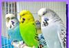 Волнистые попугаи и др.виды попугаев превью 771297 Волнистые попугаи и др.виды попугаев превью 771297.
