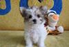 Девочка бивер-йорка превью 771738.