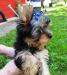 Превью Щеночки Йорка Москва - 2