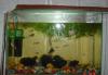 Аквариум с рыбками(Гуппи)+улитки превью 772136.