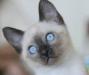 Тайских котят голубоглазых   продаю превью 772381.