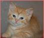 Шотландский  котик, скоттиш-страйт превью 772633.