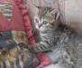 Превью Кошечка короткошерстная прямоухая шотландская Новосибирск - 1