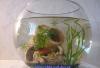 Маленькие аквариумы с рыбками или тритоном превью 774392 Маленькие аквариумы с рыбками или тритоном превью 774392.