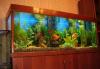 700л. аквариум с оборудованием Эхейм.Недорого превью 774593 700л. аквариум с оборудованием Эхейм.Недорого превью 774593.