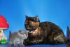 Шотландские котята превью 775925.