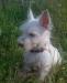 Щенок Вест Хайленд Уайт Терьера превью 770616.