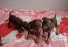 Прекрасные щенки той-терьера превью 770639.