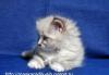 Превью Котята шоу класса Неевская маскарадная Королев - 1