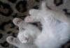 Превью Котёнок в хорошие руки Воронеж - 2