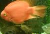 Рыба попугай превью 777175 Рыба попугай превью 777175.