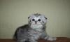 Шотландские плюшевые Котята, кошечка зеленые глаза превью 777198.