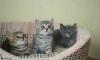Британские котята вискас,голубокремовый и тигр превью 777754.
