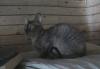 Котенок корниш-рекс превью 777773.