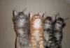 Котята мейн кун превью 778561.