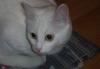 В дар домашную кошечку превью 778952.