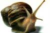 Аквариумные улитки превью 779055 Аквариумные улитки превью 779055.